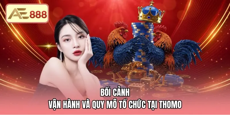 Quy mô tổ chức bồ đấu khi tìm trường gà Thomo ở đâu