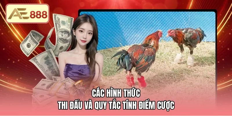 cac-hinh-thuc-thi-dau-va-quy-tac-tinh-diem-cuoc Các thể thức cựa cùng luật tính điểm đá gà AE888