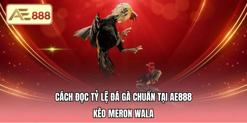 Cách Đọc Tỷ Lệ Đá Gà Chuẩn Tại AE888 - Kèo Meron Wala