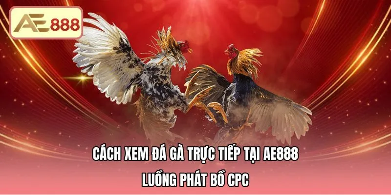 Cách Xem Đá Gà Trực Tiếp Tại AE888 - Luồng Phát Bồ CPC