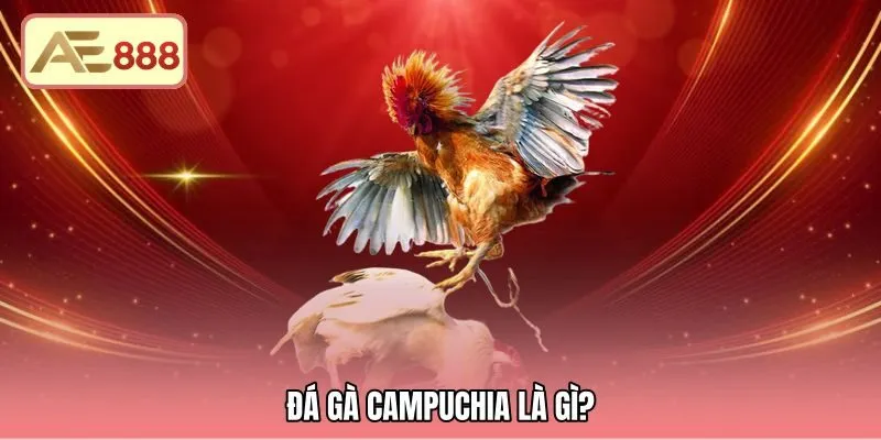 Đá Gà Campuchia Là Gì - Quy Chuẩn Sới Đấu Thomo AE888