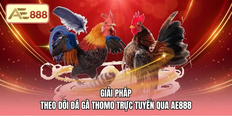 Kênh theo dõi trường gà Thomo ở đâu qua luồng phát AE888